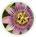 Flor de la pasión